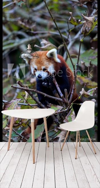 Bild på Red panda in a tree